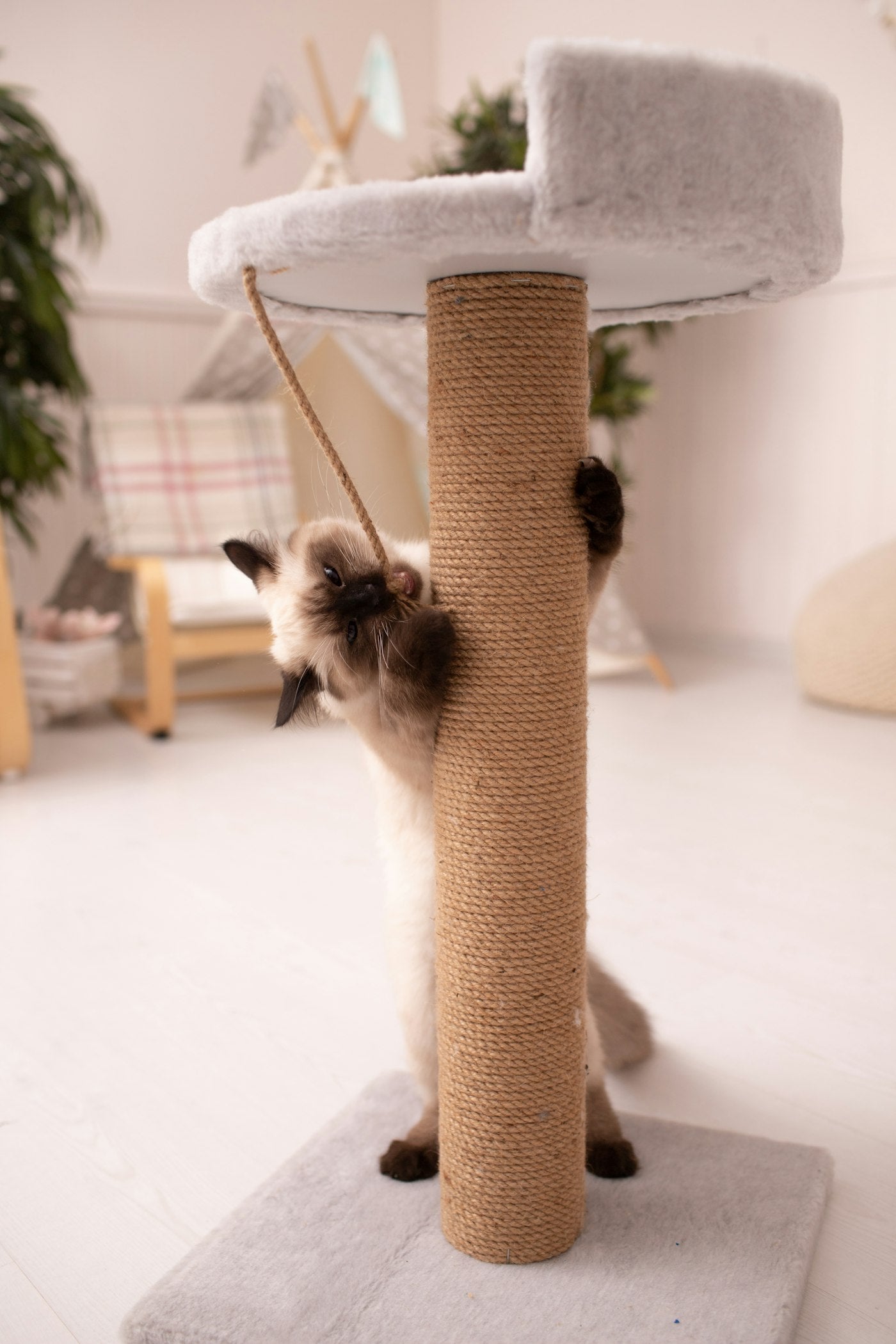 Griffoirs — Pourquoi nous ne vendons pas d’arbre à chat