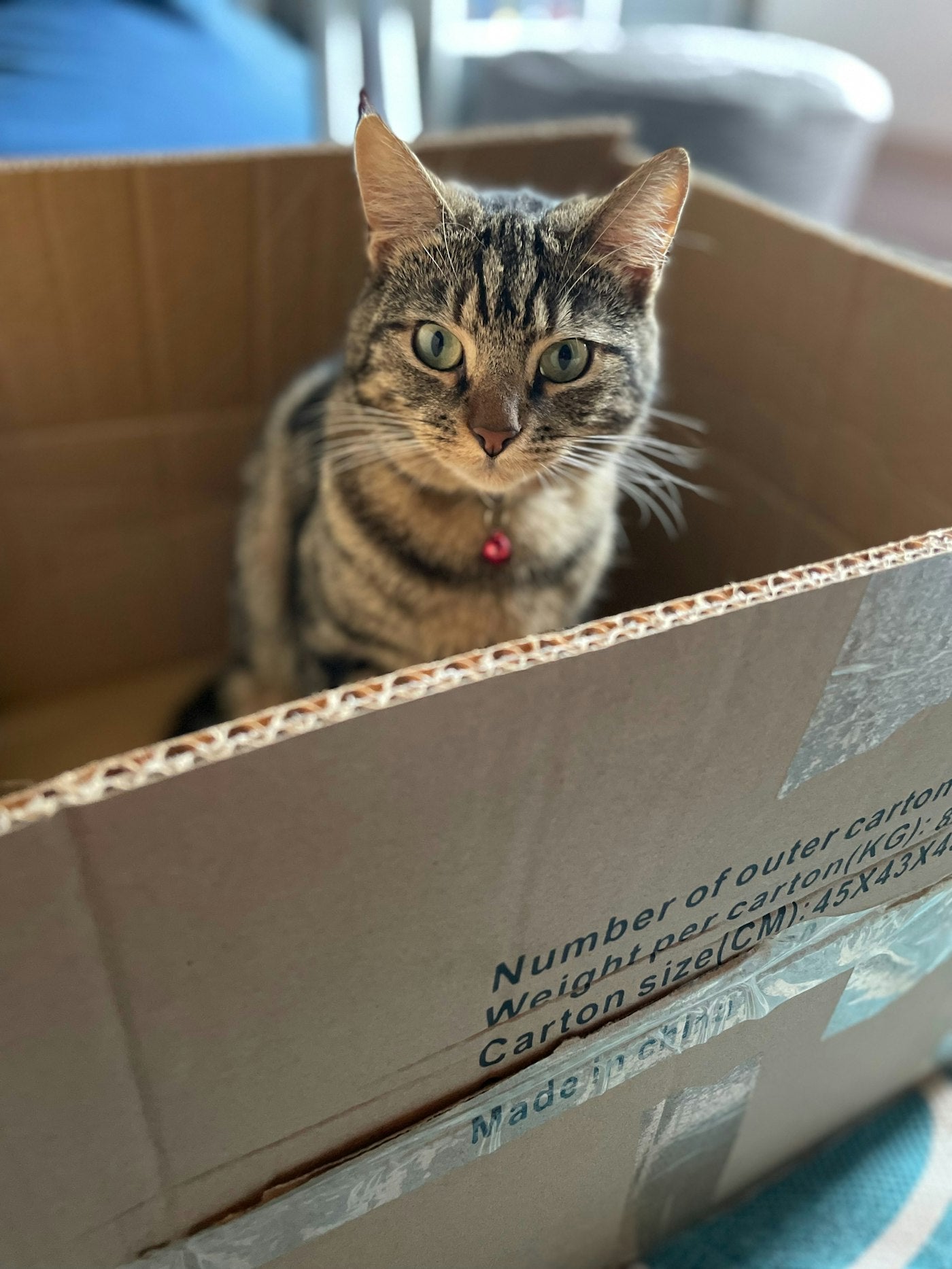 Couchages — Pourquoi votre chat dort dans un carton plutôt que dans son panier