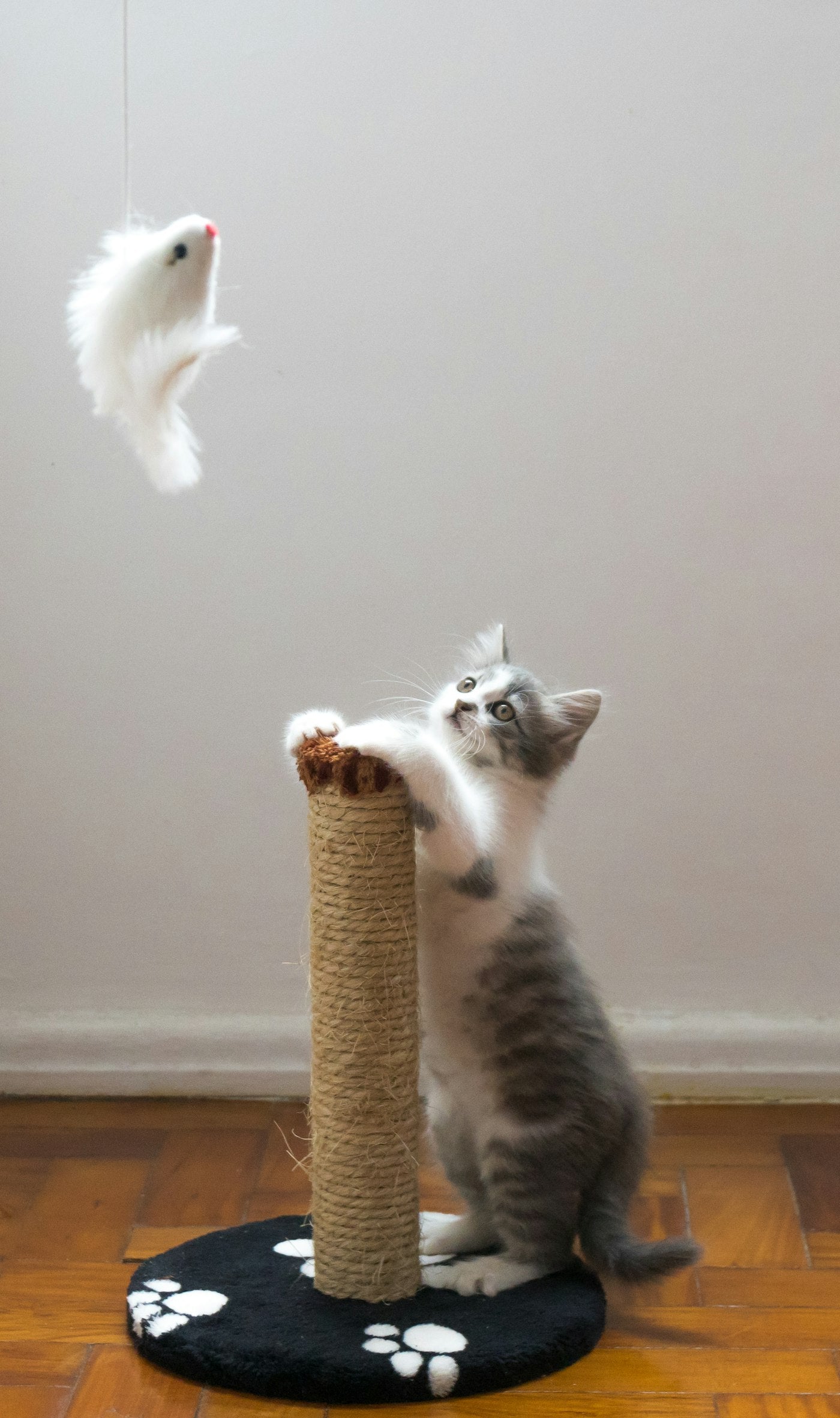 Griffoirs — Votre chat ignore son griffoir : les quatre raisons, dans l'ordre