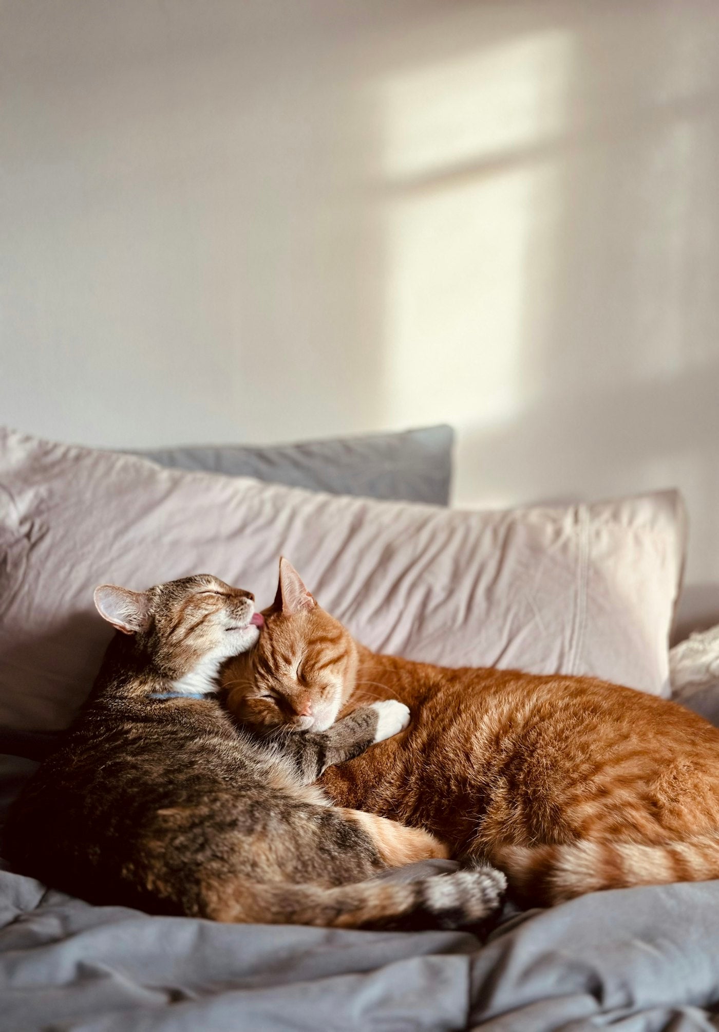 Litière — Deux chats, combien de litières ? La règle et ses exceptions