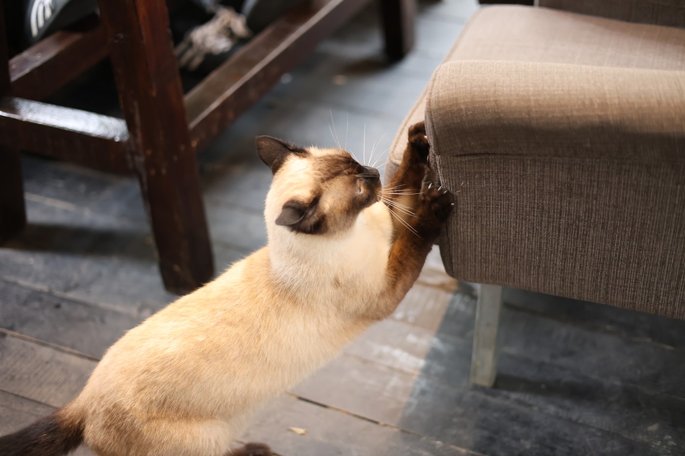Griffoirs — Griffoir vertical ou horizontal : observez d’abord ce que votre chat abîme